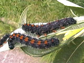 Camberwell Beauty (Nymphalis antiopa) caterpillars on Willow (Salix)