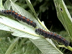 Trauermantel (Nymphalis antiopa) Raupe an Weide (Salix)