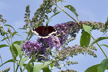 Ein Trauermantel (Nymphalis antiopa) auf einem Schmetterlingsflieder (Buddleja davidii) - kurz vor dem Angriff einer Hornisse (Vespa crabro)