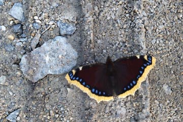 Trauermantel (Nymphalis antiopa)