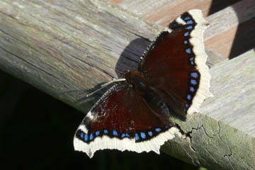 Trauermantel (Nymphalis antiopa)