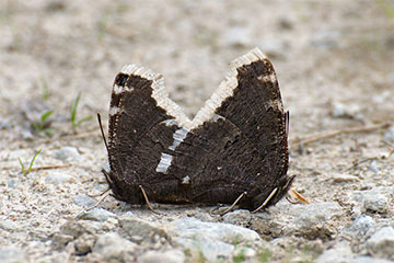 Trauermantel (Nymphalis antiopa) bei der Paarung