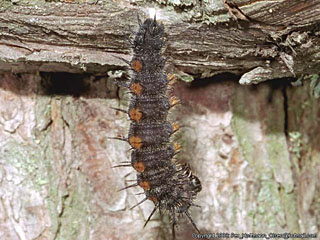 Trauermantel (Nymphalis antiopa) Raupe zur Verpuppung angesponnen