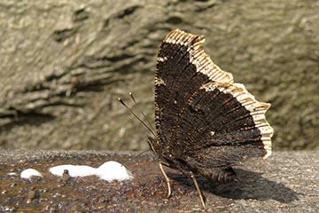 Trauermantel (Nymphalis antiopa) bei einer Saftschaummahlzeit