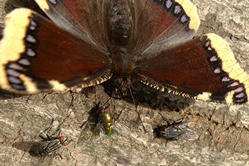 Trauermantel (Nymphalis antiopa) mit Fliegen bei gemeinsamer Saftschaummahlzeit auf einer Buche