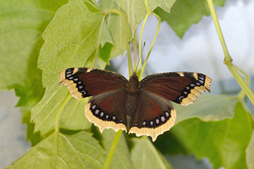 Frisch geschlüpfter Trauermantel (Nymphalis antiopa)