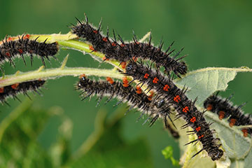 Mehrere Trauermantel (Nymphalis antiopa)-Raupen