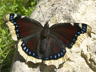 Trauermantel (Nymphalis antiopa)