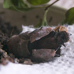 Camberwell Beauty (Nymphalis antiopa) beginning emerging