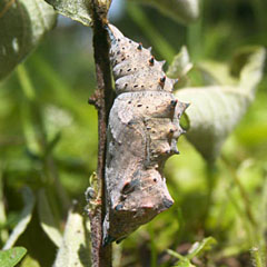 Camberwell Beauty (Nymphalis antiopa) chrysalis