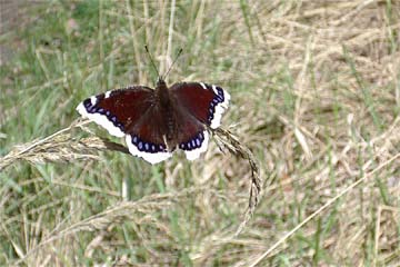 Überwinterter Trauermantel (Nymphalis antiopa)