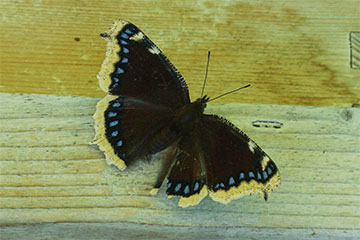 Trauermantel (Nymphalis antiopa) an einem Bienenstock