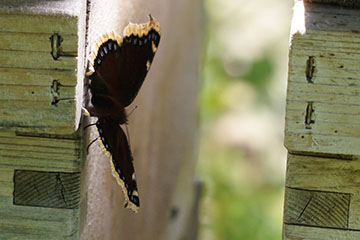 Trauermantel (Nymphalis antiopa) an einem Bienenstock