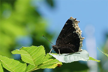 Trauermantel (Nymphalis antiopa) auf einem Blatt