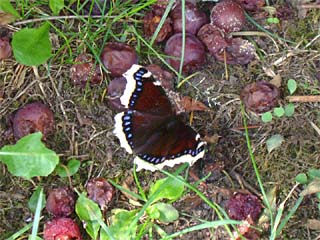 Trauermantel (Nymphalis antiopa) an Fallobst (Mirabellen) saugend