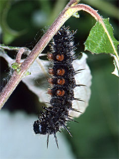 Trauermantel (Nymphalis antiopa) Raupe zur Verpuppung angesponnen