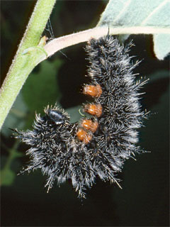 Camberwell Beauty (Nymphalis antiopa) caterpillar joined for pupating