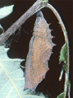 Camberwell Beauty (Nymphalis antiopa) chrysalis hanging on a twig