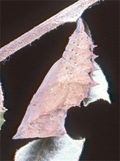 Camberwell Beauty (Nymphalis antiopa) chrysalis hanging on a twig