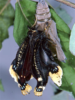 Camberwell Beauty (Nymphalis antiopa) after emerging