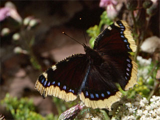 Trauermantel (Nymphalis antiopa)