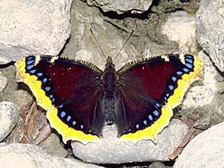 Einer von mehreren Trauermäntel (Nymphalis antiopa) bei der Flüssigkeitsaufnahme an einem Flußufer