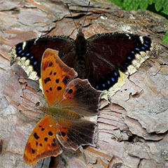 Nymphalis antiopa ssp. lintnerii und Question Mark (Polygonia interrogationis)