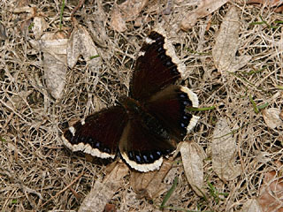 Camberwell Beauty (Nymphalis antiopa)