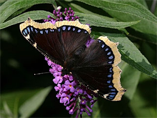 Camberwell Beauty (Nymphalis antiopa) on Orange Eye Butterflybush (Buddleja davidii)