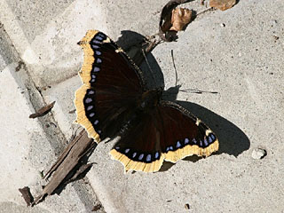 Camberwell Beauty (Nymphalis antiopa)