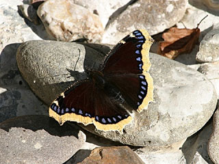 Camberwell Beauty (Nymphalis antiopa)