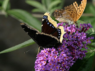 Camberwell Beauty (Nymphalis antiopa) together with a Silver-washed Fritillary (Argynnis paphia) on Orange Eye Butterflybush (Buddleja davidii)