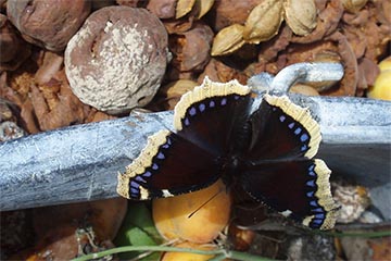 Trauermantel (Nymphalis antiopa) auf verwesendem Obst