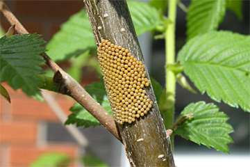 Eispiegel des Trauermantels (Nymphalis antiopa) (Nymphalis antiopa ssp. hyperborea) an Amerikanischer Ulme (Ulmus americana)