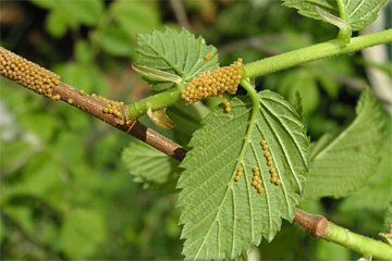 Eispiegel des Trauermantels (Nymphalis antiopa) (Nymphalis antiopa ssp. hyperborea) an Amerikanischer Ulme (Ulmus americana)