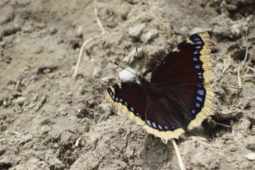 Trauermantel (Nymphalis antiopa) unterhalb der Kanzelwand bei Rietzlern im Kleinwalsertal auf einem Bergpfad in der Höhe der Bergstation der Seilbahn