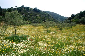 Olivenhain (Chalkidiki)