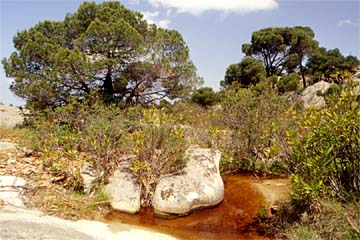 Steinlandschaft (Chalkidiki); Fotograf: Ingo Daniels; Agh Pavlos, Chalkidiki, Griechenland (13. Mai 2004)