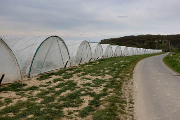 Folientunnel für Erdbeeranbau in Wachtberg