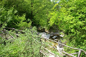 Habitat des Trauermantels (Nymphalis antiopa)