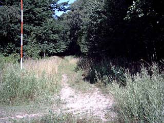 Habitat of Camberwell Beauty (Nymphalis antiopa) with Goat Willow (Salix caprea), Common Aspen (Populus tremula) and oak.