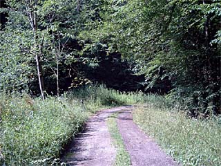 Habitat of Camberwell Beauty (Nymphalis antiopa)