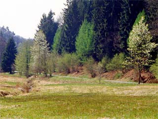 Frühling im Rossbachtal; Fotograf: Ingo Daniels; Rossbachtal/Sieg, Nordrhein-Westfalen, Deutschland (April 2003) Frühling im Rossbachtal; Fotograf: Ingo Daniels; Rossbachtal/Sieg, Nordrhein-Westfalen, Deutschland (April 2003)