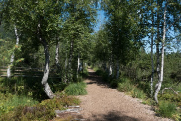 Weg durch das Hochmoor Oberjoch