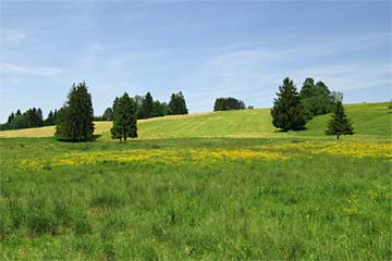 NSG Ammergau; Fotograf: Ingo Daniels; NSG Ammergau, Bayern, Deutschland (15. Juni 2006) NSG Ammergau; Fotograf: Ingo Daniels; NSG Ammergau, Bayern, Deutschland (15. Juni 2006)