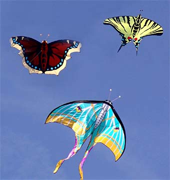 Camberwell Beauty (Nymphalis antiopa), Scarce Swallowtail (Iphiclides podalirius) and a moth as kites