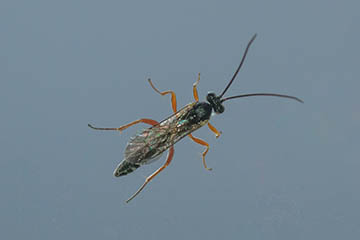 Diese Schlupfwespe (Ichneumonidae) entschlüpfte einer Raupe eines Großen Kohlweislings (Pieris brassicae), die ich als winziges Räupchen zur Weiterzucht ins Haus genommen hat.