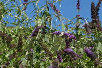 Schmetterlingsflieder (Buddleja davidii) mit einem Segelfalter (Iphiclides podalirius) im Ellerbachtal/Mosel