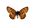 Natternwurz-Perlmuttfalter (Boloria titania)