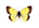/PicturesNA/ButterflyLogos/Colias_palaeno_male_logo_36_26.png